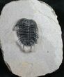 Excellent Gondwanaspis Trilobite From Morocco #10886-1